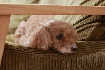 Adorable Toy Poodle Relaxing at Home 05