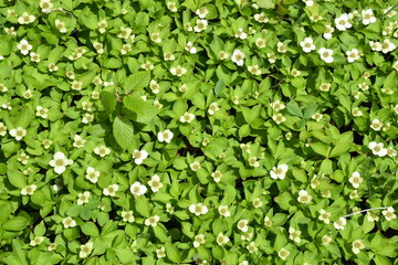 Obraz premium Wild flowers in the forest, Sainte-Apolline, Québec, Canada