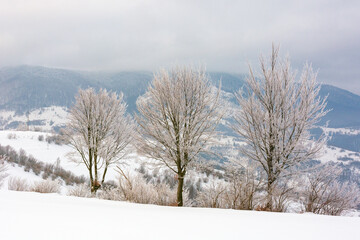 countryside scenery in winter. trees on snow covered hills. carpathian mountain landscape of...