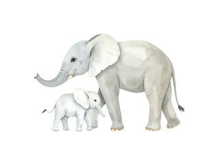 Fototapeta premium Watercolor elephants with a baby elephant.