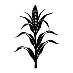 Tall corn stalk with full ears of corn a striking black silhouette against a white background