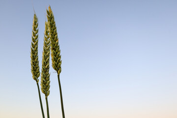 In this shot, golden wheat ears reach towards the serene sky, symbolizing hope and harvest. The...