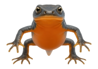 Alpine newt with smooth skin and orange belly during breeding phase