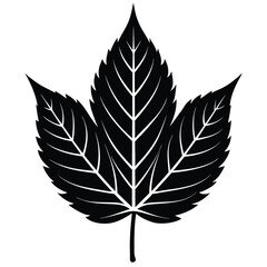  A bold black silhouette of an ash leaf, lanceolate to oblong shape with serrated edges, 