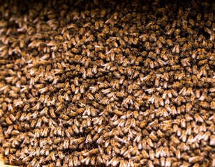 A large, dense cluster of bees, with their characteristic brown and yellow striped bodies, closely...