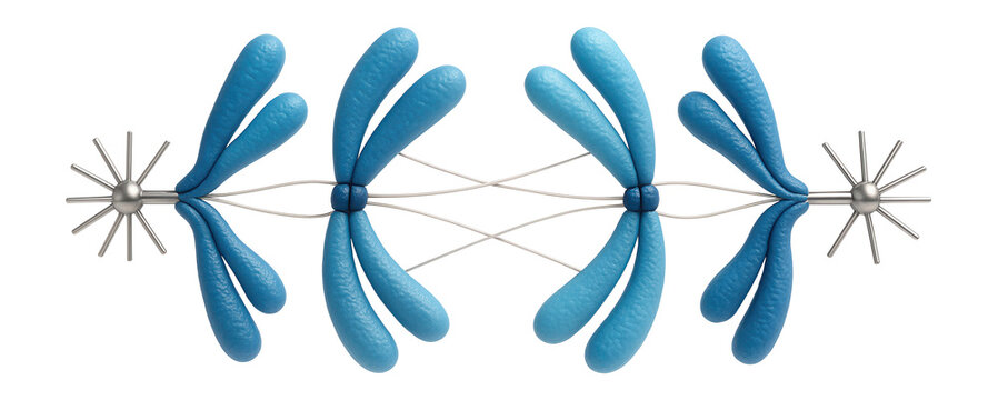 Homologous chromosomes separated and pulled towards opposite poles during anaphase I of meiosis