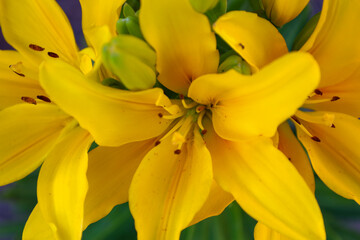 A deep close-up reveals lush yellow lily petals intertwining, forming a vibrant pattern. Dark...