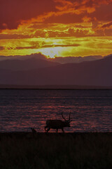 Deer Silhouettes at a Fiery Sunset