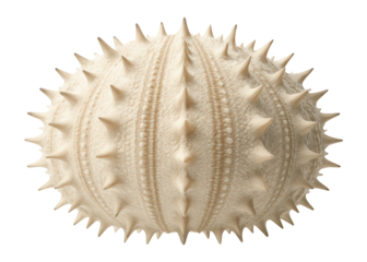 Sea urchin shell with a spiked surface and symmetrical, radial pattern