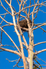Dry Tree Trunk with Bird Nest Against Blue Sky