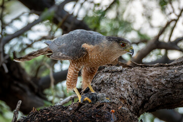 Cooper's hawk pinning his prey to the branch