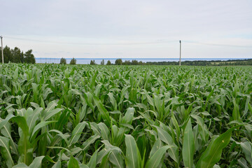 Cornfield under a cloudy sky near a body of water