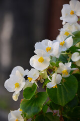 Begonia Super Olympia white blooming flowers and green leaves.Closeup photo outdoors. Planting,growing pot plants concept. Free copy space.