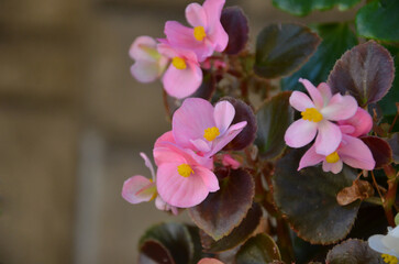 Begonia Massif Ambassador pink flowering plant. .Closeup photo outdoors.Growing summer pot flowers Free copy space.