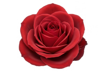 A beautiful red rose blossom isolated on a transparent background