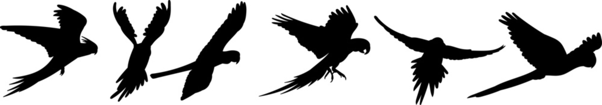 parrot flying silhouette vector