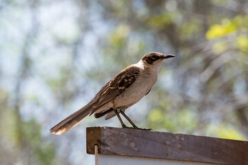 Galápagos-Spottdrossel auf Ast in natürlicher Umgebung