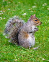 Eastern gray squirrel in a Montreal park, Quebec, Canada.