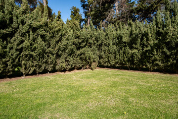 Natural green backdrop of tall conifer hedges and manicured lawn. A decorative background for outdoor parties, events, or design templates for staging, garden decor.