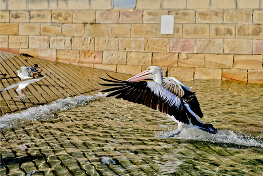 Pelican skimming across water
