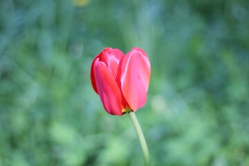 Beautiful spring flower tulip blooming in the park or garden outdoor close up photo 