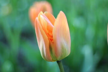Beautiful spring flower tulip blooming in the park or garden outdoor close up photo 