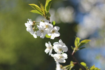 Beautiful spring blooming tree photo with white flowers 