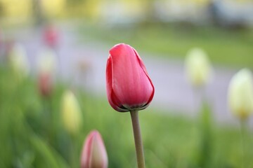 Beautiful spring flower tulip blooming in the park or garden outdoor close up photo 