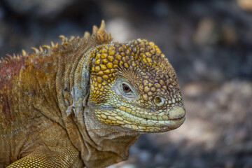 Galápagos-Landleguan Nahaufnahme mit gelber Färbung