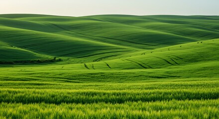 Obraz premium Stunning Panoramic View of Rolling Green Hills and Lush Wheat Fields