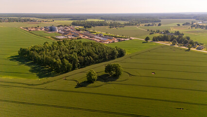 Green fields skyline with a small wooded area in a rural landscape during daylight