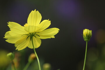A stunning macro photograph of a yellow cosmos flower in bloom, with a nearby bud, captured against a soft dark background with beautiful natural bokeh. Ideal for nature themes, floral art, and spring