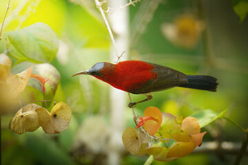 Crimson Sunbird ( Aethopyga siparaja) bird on a Chinese Hat Plant branch 