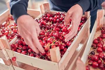 Farmer working and arranging freshly picked cherries in wooden crates.