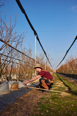 Male gardener working in a blueberries organic farm.