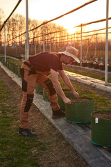 Male gardener with hat working in a blueberries organic farm.