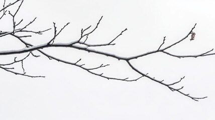 Obraz premium Close-up of a thin leafless tree branch stretching across a pale gray sky