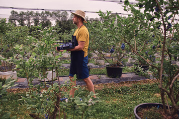 Farmer picking fresh blueberries on a farm.