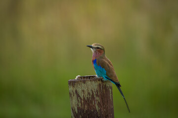 Lilac breasted roller sitting on a gum pole