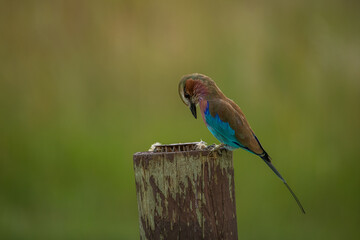 Lilac breasted roller sitting on a gum pole