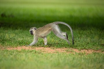 A vervet monkey running through a park