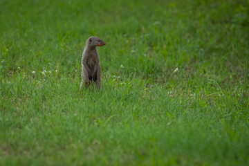 Cape gray mongoose (Herpestes pulverulentus) cautiously checks its surroundings in a field 