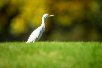 White cattle egret standing in a field