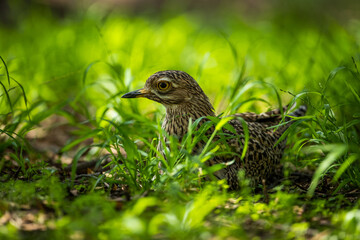 Spotted thick-knee (Burhinus capensis) laying on a egg
