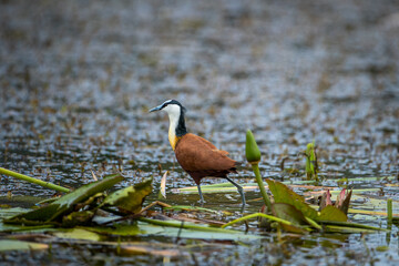 An African jacana (Actophilornis africanus) wading through the water