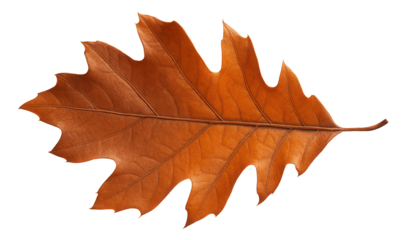 Fallen oak leaf in autumn transition showing a mix of brown and orange hues