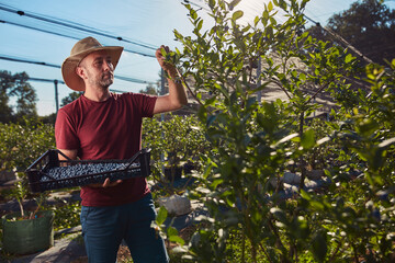 Farmer picking fresh blueberries on a farm.