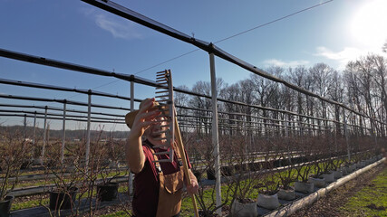 Male gardener working in a blueberries organic farm.