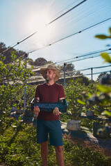 Farmer picking fresh blueberries on a farm.
