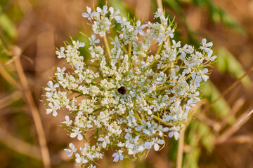 botany, vegetation, botanical, season, herb, meadow, blossom, outdoor, blooming, close-up, plant, nature, green, wild, garden, background, hemlock, flower, natural, macro, floral, beautiful, spring, c
